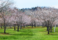 市民によって植えられた桜公園