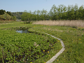 湿地には絶滅危惧種を含む3,000種もの動植物が生息しています