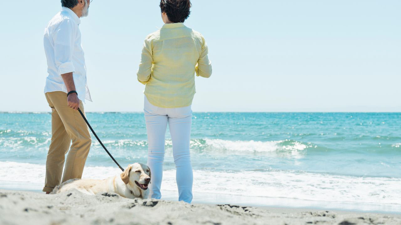 砂浜で犬を連れた夫婦が海を眺めている画像